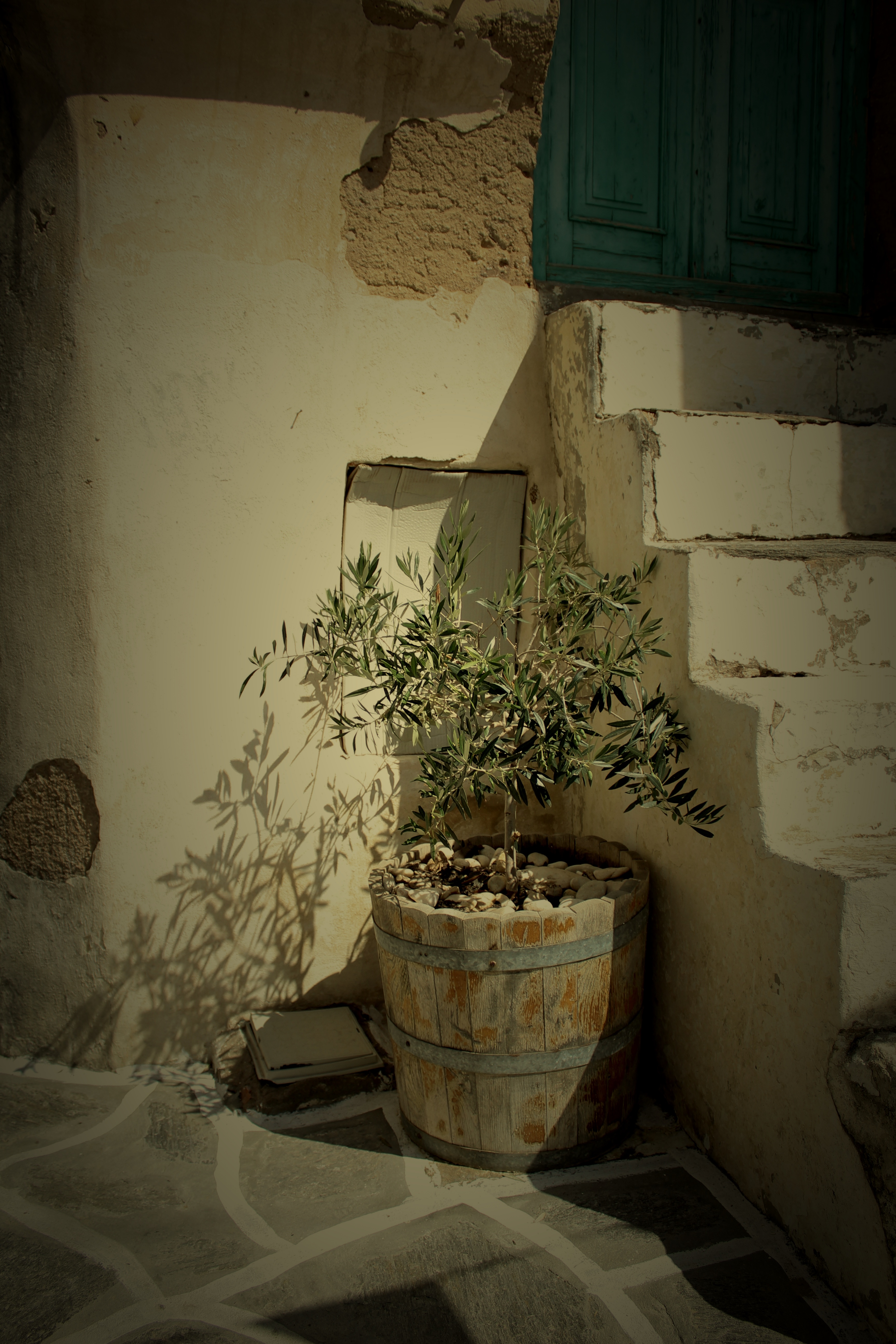 Olive tree with olives
